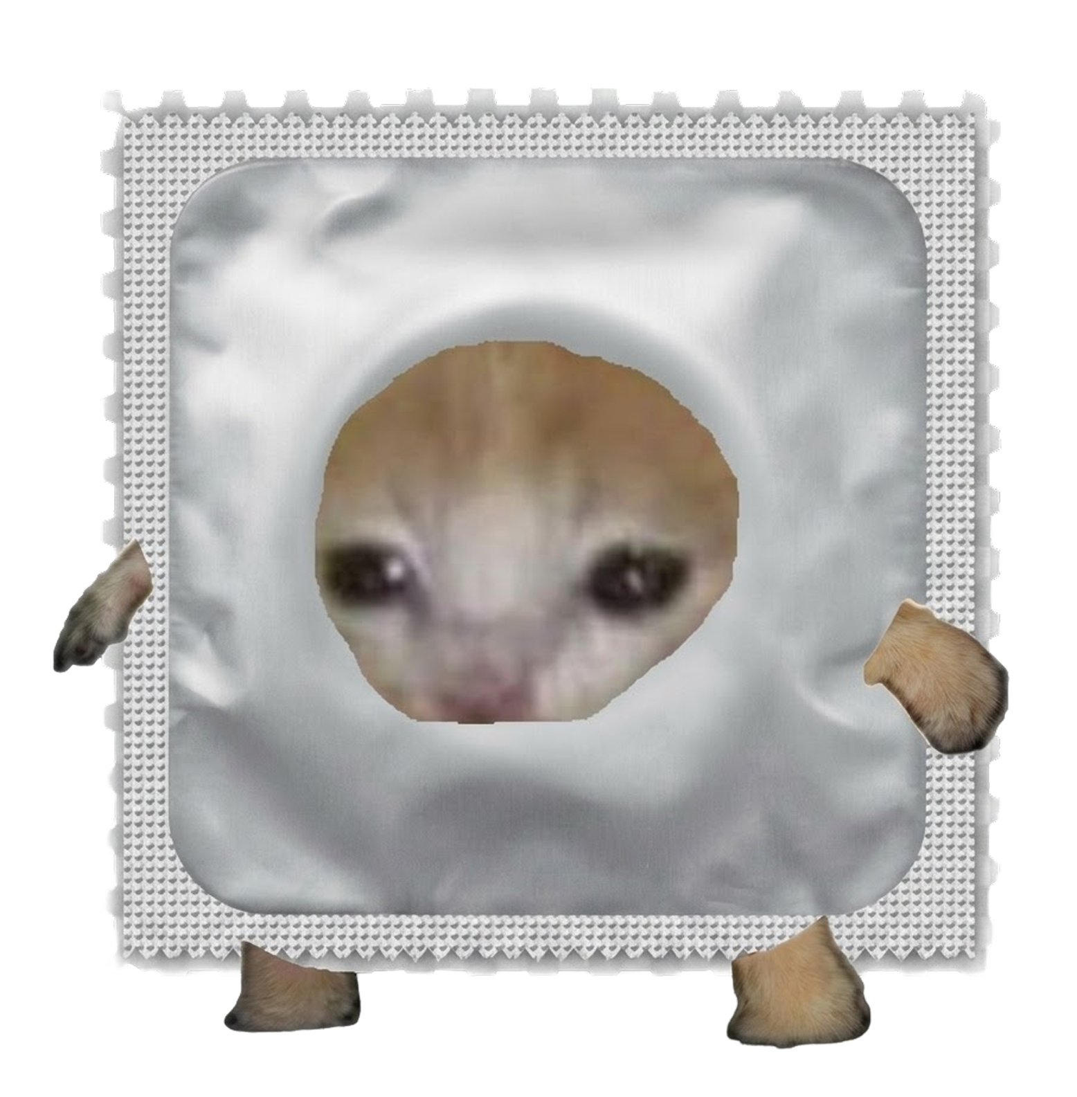 Crying Condom Cat, a crying kitten inside a condom wrapper with little paws